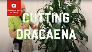 Cutting from a Dracaena [upl. by Arnon]