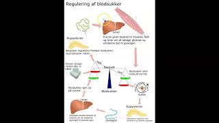 Regulering af blodsukker [upl. by Haissi]