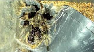 Brachypelma Albopilosum molting timelapse [upl. by Aiet]