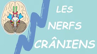 RETENIR LES NERFS CRÂNIENS EN 5 MIN MNÉMOTECHNIQUES [upl. by Ecnesse]