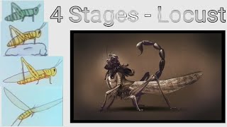 4 Stages of Locust [upl. by Baptist]