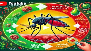 The Unbelievable Life Cycle of the Malaria Parasite [upl. by Rufena960]