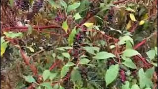 We see Pokeweed 💀 not to be consumed fy live livestream livestreaming plants walking [upl. by Neehcas]