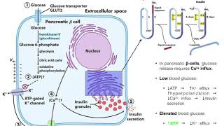 The Mechanism of Insulin Release by Pancreatic βcells [upl. by Spiegelman]