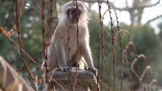 Wild Urban Baby Monkeys  part 7 [upl. by Arrais]