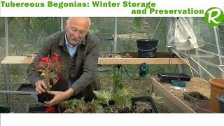 Tubereous Begonias Winter Storage and Preservation 🌸 [upl. by Ramel]