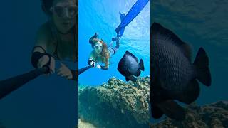 My new favorite grumpy little fish ☺️ damselfish underwater ocean freediver freediving [upl. by Ynohtnaleahcim156]