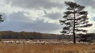 Trailrun Tongeren [upl. by Resa]