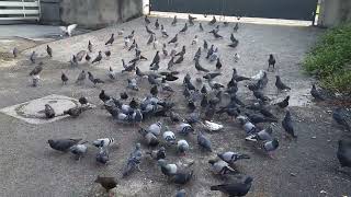 Feeding pigeon 🐦🐦🐦🐦🐦 Haldiram Moong Dal [upl. by Eniamraj]