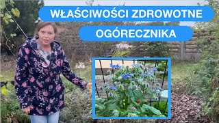 Ogórecznik Powinien Rosnąć W Każdym Ogrodzie [upl. by Swope]