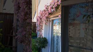 Clematis montana Mayleen in full bloom containergarden balconygarden gardening [upl. by Alys141]