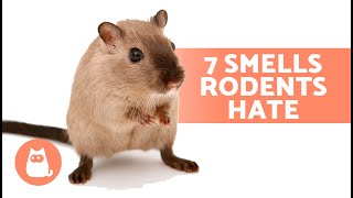 7 SMELLS That MICE and RATS HATE 🐀❌ They Cant Stand Them [upl. by Eleynad]