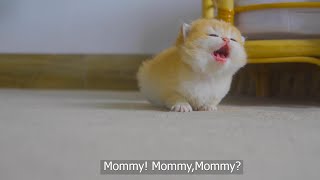 Tiny Kitten Pudding is crying to find mother cat [upl. by Goff]