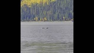 hike Shuswap Falls and Mabel Lake  Lumby BC britishcolumbia birds loon birding lovebirds [upl. by Nnylarat]