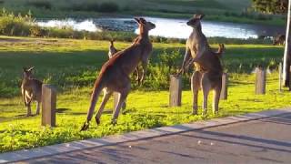 Kangaroo Fight  Clash of the Titans [upl. by Acinomaj]