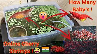 How to Care amp Acclimate Cherry shrimps in Best way [upl. by Hilda]