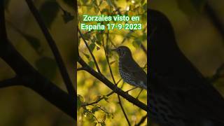 ✅️zorzal común VISTO EN ESPAÑA 2023 el vuelo zorzal [upl. by Juxon153]