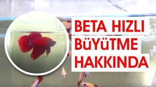 Beta Balığı Hızlı Büyüme Hakkında İlginç Bilgiler [upl. by Godbeare]