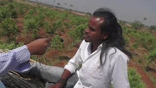 Success Sandalwood farming in Bidar [upl. by Oiziruam]