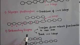 Metabolism of carbohydrates part 4 [upl. by Daeriam]