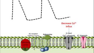 Mechanism of Action for Adenosine [upl. by Cy816]