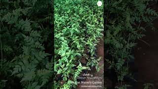 பிச்சி பூJasminum angustifoliumKumaran Nursery GardenKottaramKanyakumarivisit our Garden🪴 🌱 🌿 [upl. by Nauqahs301]