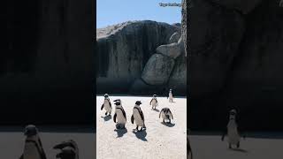 Emperor Penguins in Antarctica  Tops Geographic [upl. by Stearne558]