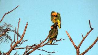 Yellowfaced Parrot [upl. by Sadoc]