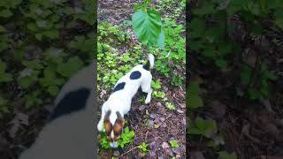 Rocko after a 10km hike jackrussellterrier [upl. by Arodal139]