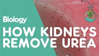 How the Kidneys Remove Urea  Physiology  Biology  FuseSchool [upl. by Palecek82]