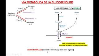 GLUCOGENÓLISIS COMPLETO [upl. by Nwahsav]