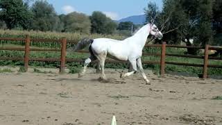 Cal Sport Olandez KWPN De Vanzare Centrul De Echitatie Cismasu  KWPN Sport Dutch Horse For Sale [upl. by Gibbs]