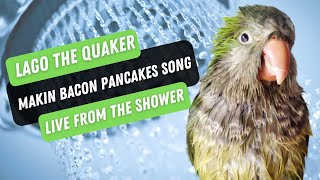 Quaker parrot in shower singing  Adventure time Bacon Pancake Song [upl. by Lili]