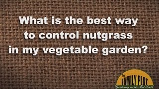 QampA  How To Control Nutsedge in the Garden [upl. by Boylston]