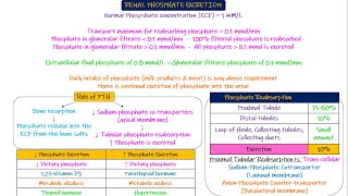 Renal Magnesium Excretion Chapter 30 part 4 Guyton and Hall Physiology [upl. by Massiw]