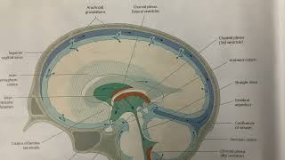 Flow Of CerebroSpinal Fluid CSF  Neuroanatomy  MBBS [upl. by Twitt]