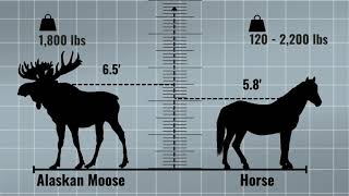 How tall is a moose  Moose height comparison [upl. by Aseneg975]