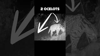 Ocelots Wreck My Trail Camera shorts [upl. by Aicenod]