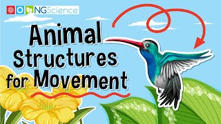 Animal Structures for Movement [upl. by Ioj]