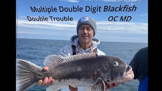 Multiple Double Digit Blackfish  Tautog  on the Double Trouble CaptDJ Ocean City Maryland [upl. by Atiuqihc]