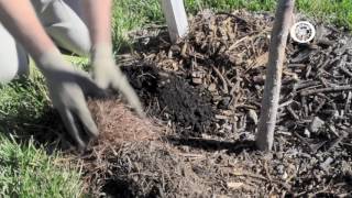 Ask an Arborist Why do we Mulch [upl. by Kieryt]