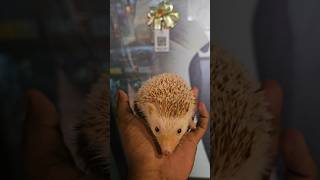 petshopthodupuzha pet shop Thodupuzha kerala idukki exotic pet shop exoticpetshop karimkunnam [upl. by Landel]