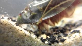 Triops laying eggs [upl. by Mellie621]