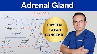 Adrenal Gland  Dr Sadiq Ali [upl. by Charie244]