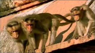 BBC Natural world  The Monkey Prince PART 5 [upl. by Iralav390]