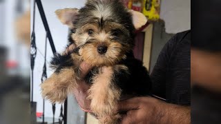 Top Yorkshire Terrier Male vs Female Puppy Family Dog Breed 08750568063 Share Video on HappyKennel [upl. by Rasaec]