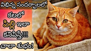 కలలో పిల్లి కనిపిస్తే  Kalalo Pilli Kanipiste  Cat in Dream Analysis amp Meaning  Dreambook [upl. by Anawt40]