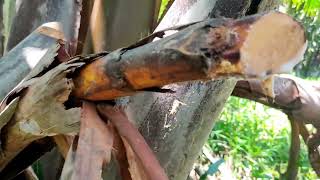 HOW TO MAKE LAMBANOG WINE FROM NIPA TREE SASA [upl. by Swen]