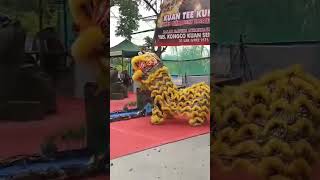 Kwan Tee Kun Bio Open Tournament Barongsai 2024 shorts [upl. by Trudnak]