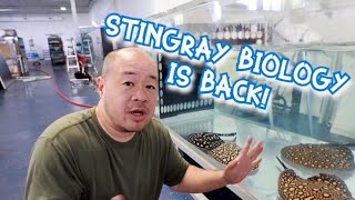 The Stingrays are starting to come home [upl. by Irik]